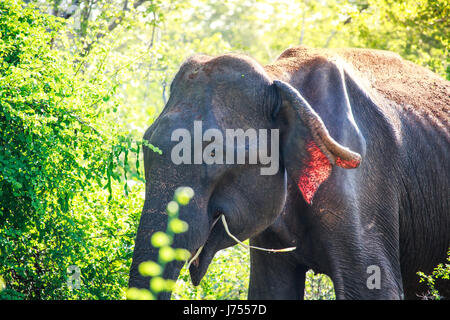 Un elefante asiatico breakgfast mangiare la mattina presto nel Udawalawe parco nazionale, Sri Lanka. Foto Stock