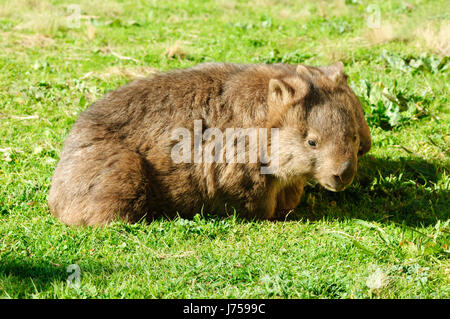 Wild femmina adulta Wombat comune (Vombatus ursinus), Nuovo Galles del Sud, NSW, Australia Foto Stock
