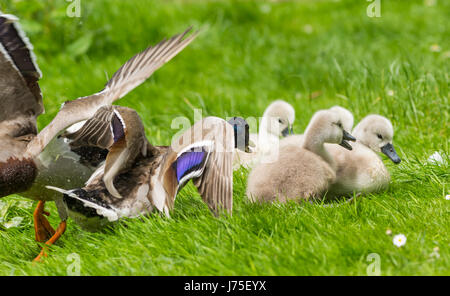 Cygnets (Cygnus olor) rivolta aggressiva di Mallard Duck nel West Sussex, in Inghilterra, Regno Unito. Bianco cygnets muto, Baby cigni. Concetto aggressivi. Aggressione. Foto Stock