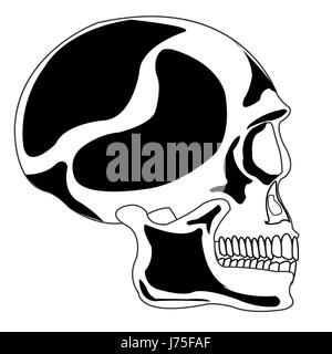 Cranio di persona Illustrazione Vettoriale