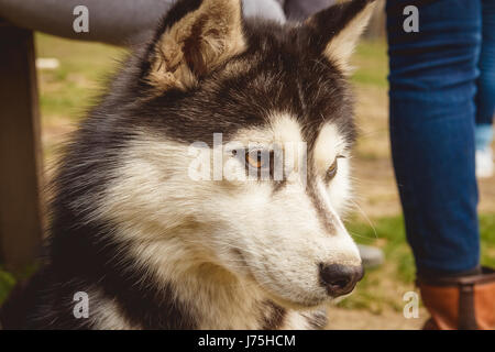 Ritratto in bianco e nero di cani husky in erba verde sullo sfondo Foto Stock