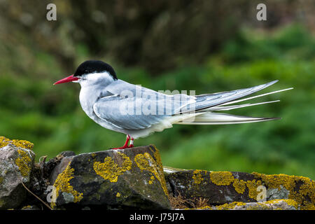 Close up arctic tern, Sterna paradisaea, in appoggio sui licheni coperta parete interna, farne, farne Islands, Northumberland, England, Regno Unito Foto Stock