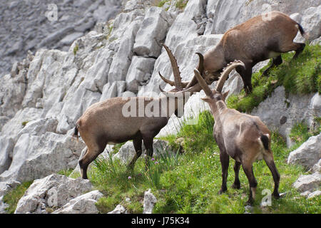 Lotta combattimenti animali mammiferi capricorno attacco stambecchi pronti per la battaglia combattere Foto Stock