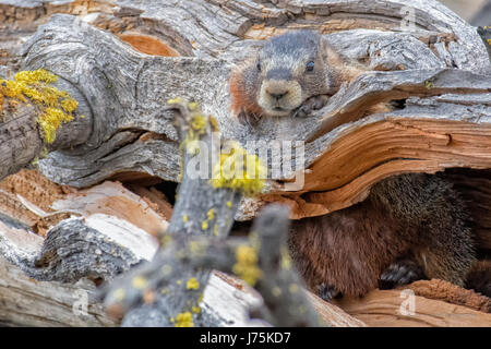 Foro in un log marmotta Foto Stock