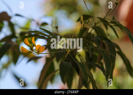 Thevetia peruviana Cascabela thevetia, Cerbera thevetia, Thevetia neriifolia essere-ancora Tree, Luckynut, giallo Oleandro Foto Stock