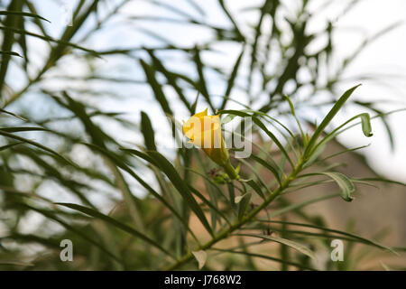 Thevetia peruviana Cascabela thevetia, Cerbera thevetia, Thevetia neriifolia essere-ancora Tree, Luckynut, giallo Oleandro Foto Stock