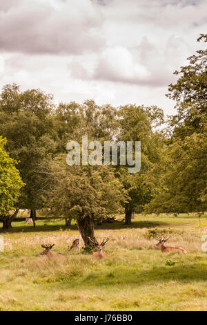 Cari a Richmond Park, Londra Foto Stock