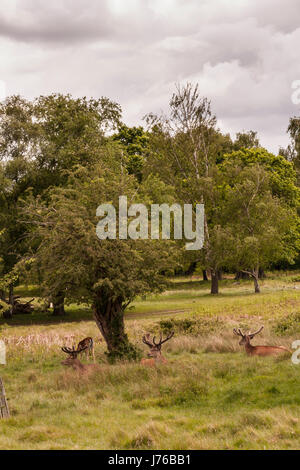 Cari a Richmond Park, Londra Foto Stock