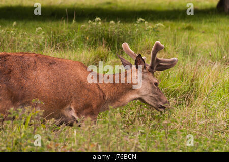 Cari a Richmond Park, Londra Foto Stock