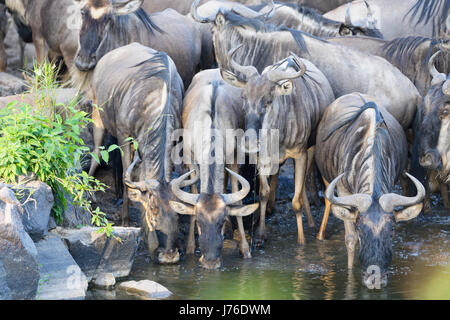 Gnu (Connochaetes taurinus), gnu, allevamento di bere acqua dal fiume Grumeti, Serengeti National Park, Tanzania Foto Stock