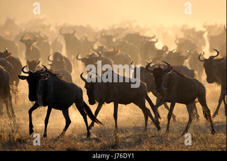 Wildebeests (Connochaetes taurinus) in esecuzione durante la migrazione di sunrise, fiume Grumeti, Seregeti national park, Tanzania Foto Stock