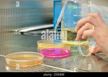 Scienziato con pipetta aggiungere soluzione di raschiatura su piastra di Petri DMEM Foto Stock