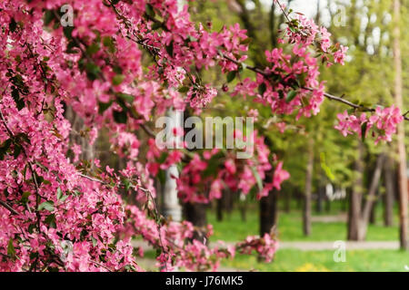 Rosa bellissimo albero fiori paradiso albero di Apple su uno sfondo di succosa verde primavera erba. Foto Stock