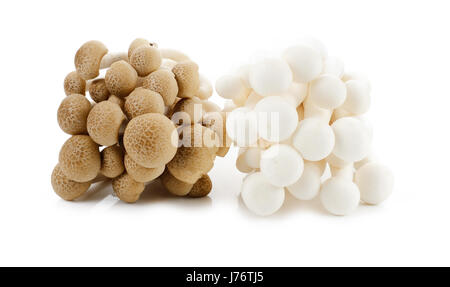 Bianco-marrone faggio funghi shimeji, funghi, funghi commestibili isolati su sfondo bianco Foto Stock