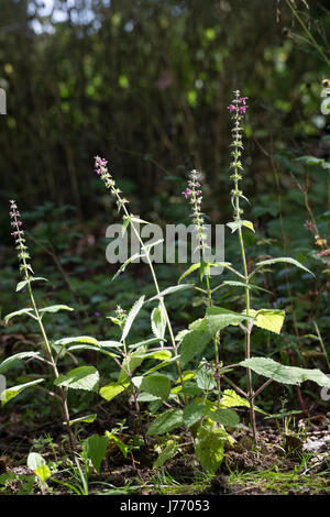 Wald-Ziest, Waldziest, Ziest, Stachys sylvatica, Hedge Woundwort, hedge ortica, L'épiaire des bois, ortie puante Foto Stock