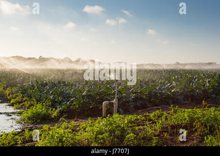 Irroratrici di colture in azione Foto Stock