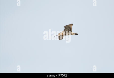 (Curlew Numenius arquata) in volo. Foto Stock