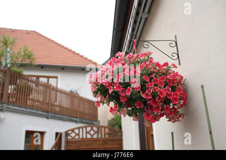 Un cestello esterno riempito con vibrante rosa nelle petunie. Foto Stock