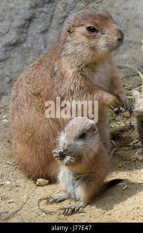 Hannover, Germania. 23 Maggio, 2017. Un giovane cane della prateria gioca con la sua madre nella gamma gratuita dell'avventura di Hannover Zoo di Hannover, Germania, 23 maggio 2017. Un paio di giorni fa undici mini cani della prateria a sinistra per la prima volta il loro nido sotterraneo e sono attualmente esplorando il loro territorio ogni giorno. Foto: Holger Hollemann/dpa/Alamy Live News Foto Stock