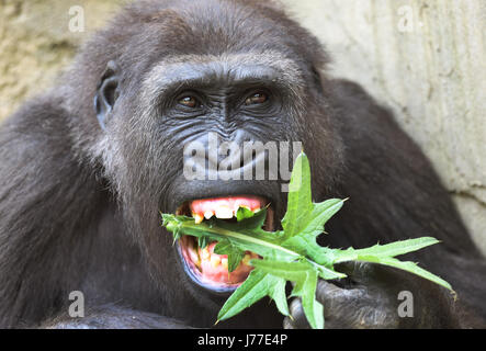 Hannover, Germania. 23 Maggio, 2017. Gorilla femmina Kala morde una thistle foglia nell'intervallo libero dell'avventura di Hannover Zoo di Hannover, Germania, 23 maggio 2017. Foto: Holger Hollemann/dpa/Alamy Live News Foto Stock