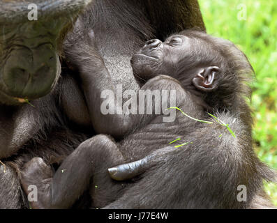 Hannover, Germania. 23 Maggio, 2017. Femmina Melima gorilla si siede con il suo bambino in braccio nell'intervallo libero dell'avventura di Hannover Zoo di Hannover, Germania, 23 maggio 2017. Sebbene Melima ha partorito la sua discendenza dal 22 aprile, entrambi restarono fino a poco tempo fa nella loro casa nella foresta pluviale a causa delle basse temperature e sono attualmente esplorando il loro territorio sotto il sole. Foto: Holger Hollemann/dpa/Alamy Live News Foto Stock