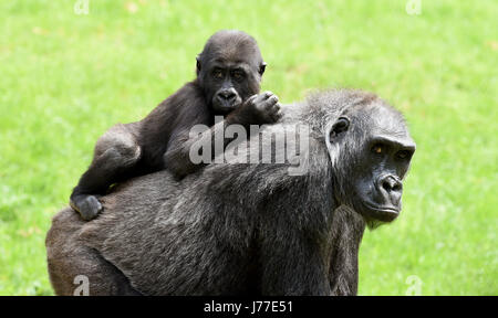 Hannover, Germania. 23 Maggio, 2017. Gorilla femmina Kathi trasporta sulla sua schiena il suo 18-mesi prole Anandi nell'intervallo libero dell'avventura di Hannover Zoo di Hannover, Germania, 23 maggio 2017. Foto: Holger Hollemann/dpa/Alamy Live News Foto Stock