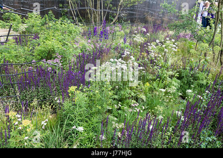 A Chelsea, Londra, Regno Unito. Il 23 maggio 2017. Wellington college win Chelsea flower show medaglia d'oro per il loro "rottura" di massa giardino ideato da Andrew Wilson e Gavin McWilliam. Il giardino mette in evidenza il Collegio ha l'ambizione di abbattere gli ostacoli a una vita-cambiare l'educazione rendendo possibile per i più giovani a frequentare il Collegio indipendentemente dalla loro situazione finanziaria. Credito: WansfordPhoto/Alamy Live News Foto Stock