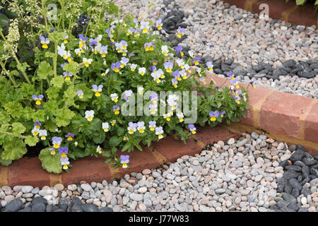 Viola "Giallo orbet Frost' fiori sul bordo del giardino un percorso. Regno Unito Foto Stock