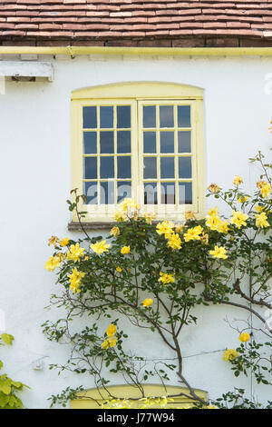 Rose giallo sulla parte esterna di un cottage con giallo telai di finestra. Oakley, Oxfordshire, Inghilterra Foto Stock