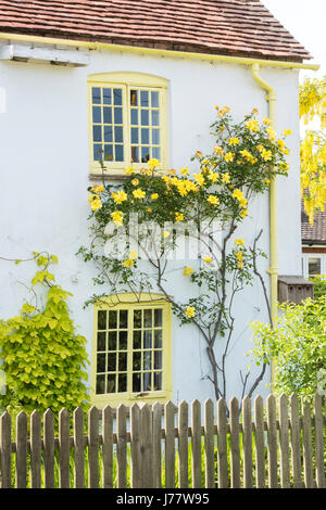 Rose giallo sulla parte esterna di un cottage con giallo telai di finestra. Oakley, Oxfordshire, Inghilterra Foto Stock