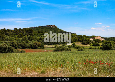 Campagna vicino a Salon-de-Provence : papaveri in mezzo di mais Foto Stock