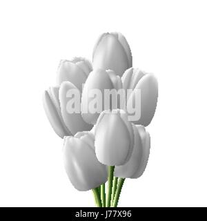 Flower tulip realistico isolati su sfondo bianco. Bouquet di tulipani bianco Illustrazione Vettoriale