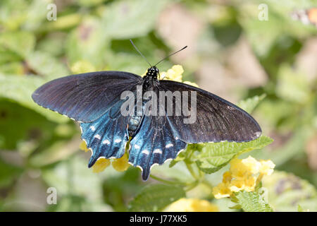 A coda di rondine Pipevine Butterfly - Battus philenor - Maggio 2017, Los Angeles, California USA Foto Stock