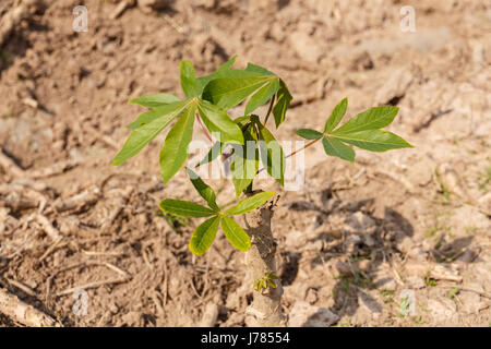 La Manioca di piccolo albero in crescita in fattoria, concetto di agricoltura Foto Stock