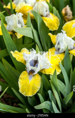 Iris barbata nana Jewelry Standard nano Bearded Iris fiore miniatura Foto Stock