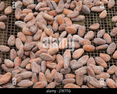 Essiccazione delle fave di cacao, Sao Tome e Principe, Africa Foto Stock