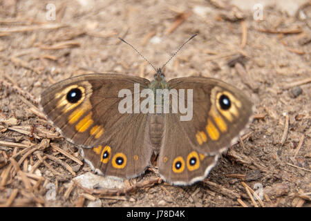 Grande parete marrone (Lasiommata maera) farfalla Foto Stock