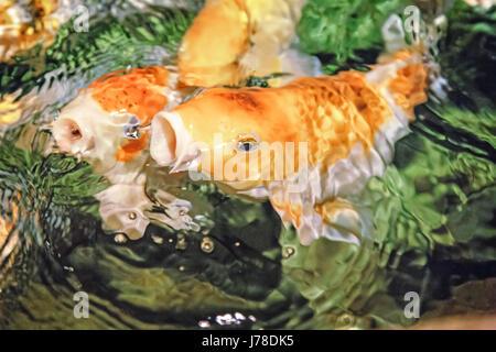 In acquario nuota un gran numero koi - un ornamentali pesci addomesticati, nativo per il Giappone. Foto Stock