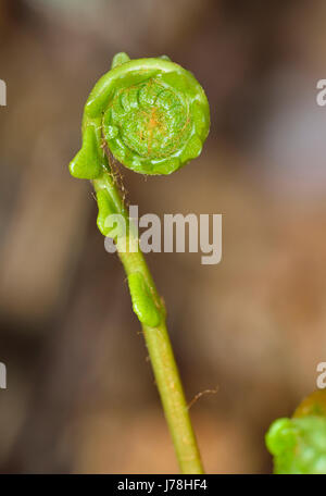 Disco - felce Blechnum spicant nuovo frond avvolto a spirale Foto Stock