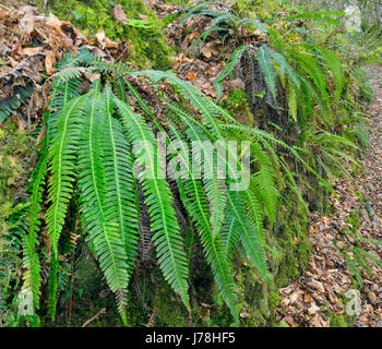 Disco - felce Blechnum spicant Bank ricoperto di felci, Exmoor, Somerset Foto Stock