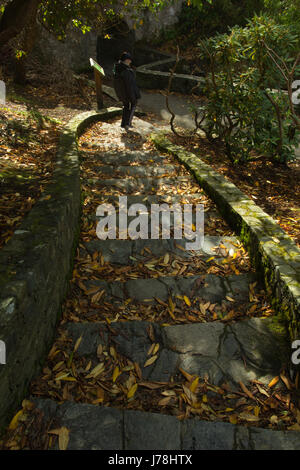 Una loggia massonica scalinata di pietra coperto con foglie secche circondata da una foresta di alberi con una piccola figura umana in background Foto Stock