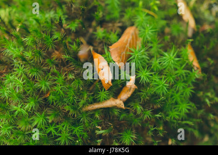 In prossimità di piccole piante verdi crescente sul pavimento con un paio di foglie secche in mezzo. Foto Stock