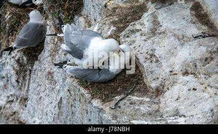 Kittiwakes con zampe nere, Rissa tridactyla, su una sporgenza rocciosa, isole interne di Farne, Northumberland, Inghilterra, Regno Unito Foto Stock