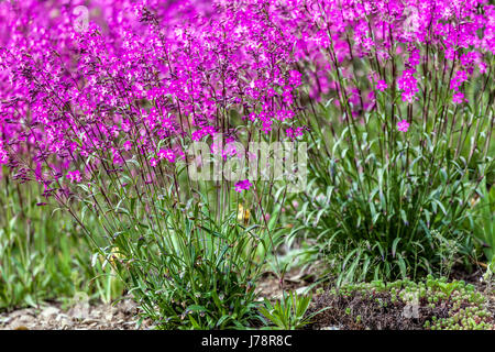 Sticky catchfly Lychnis viscaria Foto Stock