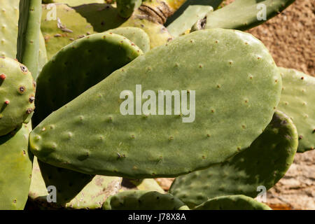 Fogli di grandi dimensioni di un tipo di cactus con un cielo blu sullo sfondo Foto Stock