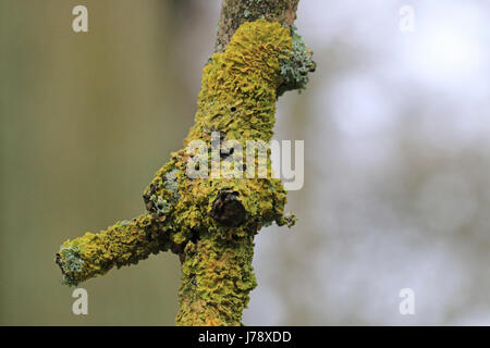 Lichene giallo sul ramo di albero Foto Stock