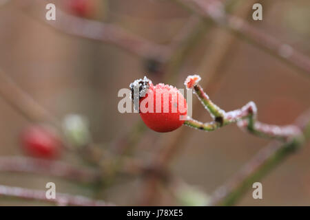 Unico smerigliato, rosa canina in inverno Foto Stock