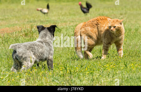 Lo zenzero cat in un atteggiamento minaccioso, piegando la schiena fino a confrontarsi con un curioso cucciolo Foto Stock