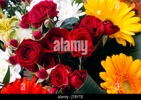 Bouquet con Dark Red Rose, crisantemi e gerbere. Close-up. Foto Stock