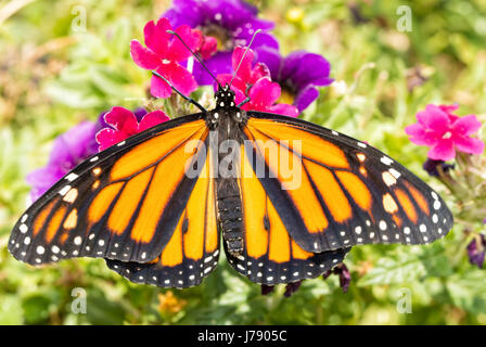 Maschio di farfalla monarca in appoggio su un magenta fiore di Verbena, vista dorsale Foto Stock